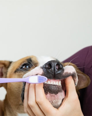 La pasta de dientes para perros de coco y plátano neutraliza el olor y elimina el sarro Auna For Fauna 30 ml - 2