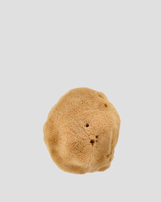 Esponja marina natural marrón 9,5 cm 02F hipoalergénica y antibacteriana Hhuumm_3 - 3